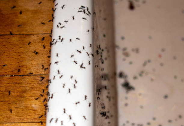Best Affordable Pest Control Services  in East Douglas, MA
