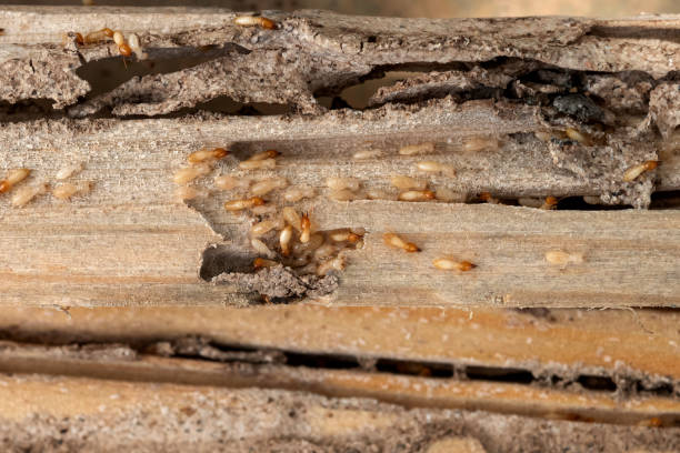Best Bed Bug Extermination  in East Douglas, MA