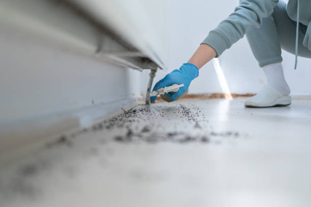 Best Rodent Control Near Me  in East Douglas, MA
